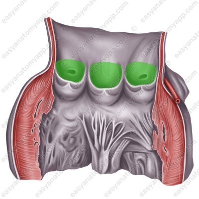 Cинусы аорты (sinus aortae)